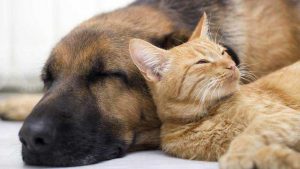 L’assurance pour les chiens et les chats