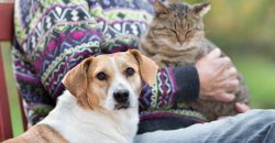 L’assurance pour les chiens et les chats