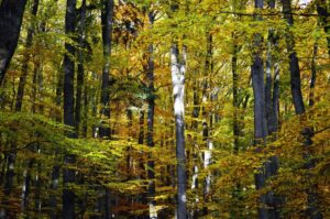 Exonération de taxe foncière sur les propriétés non bâties (TFPNB)