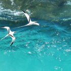 Bermudes