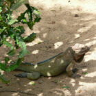 République dominicaine